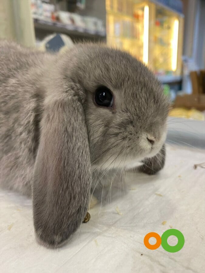 Fieno Di Prato Naturale 100% Per Conigli, Criceti E Cavie - 4 Kg Prodotto In Germania | Anibest - Foto 6